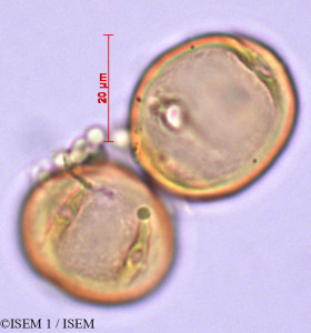 ISEM 1/Ruagea_pubescens_29352/Ruagea_pubescens_29352_0001(copy)_thumb.jpg